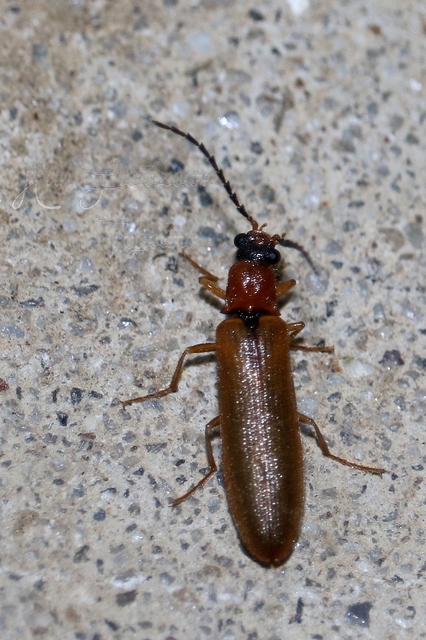 Denticollis linearis - dülledtszemű pattanó