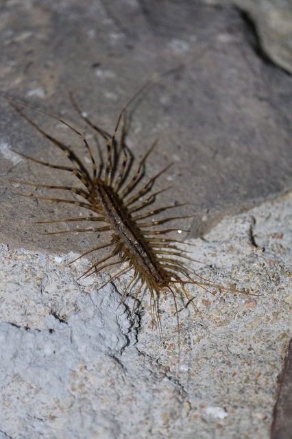 Scutigera coleoptrata - légyölő pókszázlábú