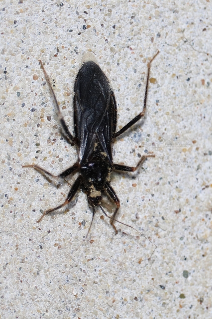 Reduvius personatus - szemetes zugpoloska