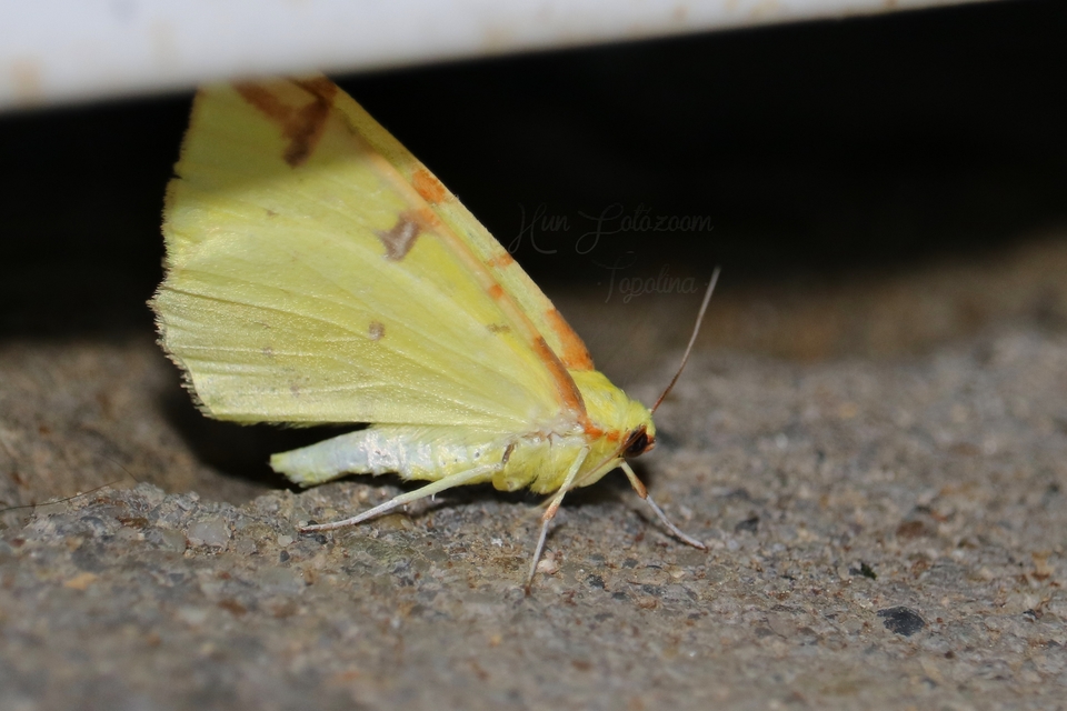Opisthograptis luteolata - citromsárga araszoló