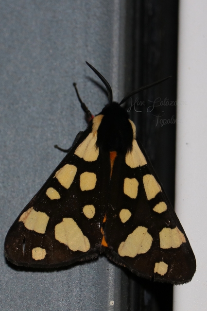 Arctia villica - fekete medvelepke