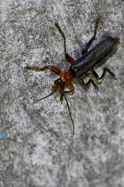 Cantharis livida - mezei lágybogár