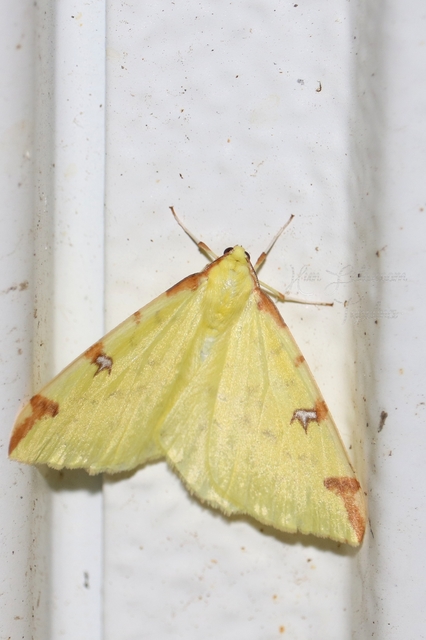 Opisthograptis luteolata - citromsárga araszoló