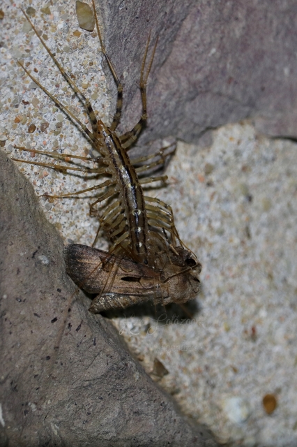 Scutigera coleoptrata - légyölő pókszázlábú
