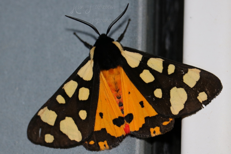 Arctia villica - fekete medvelepke