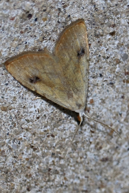 Rivula sericealis - selymes lórombagoly
