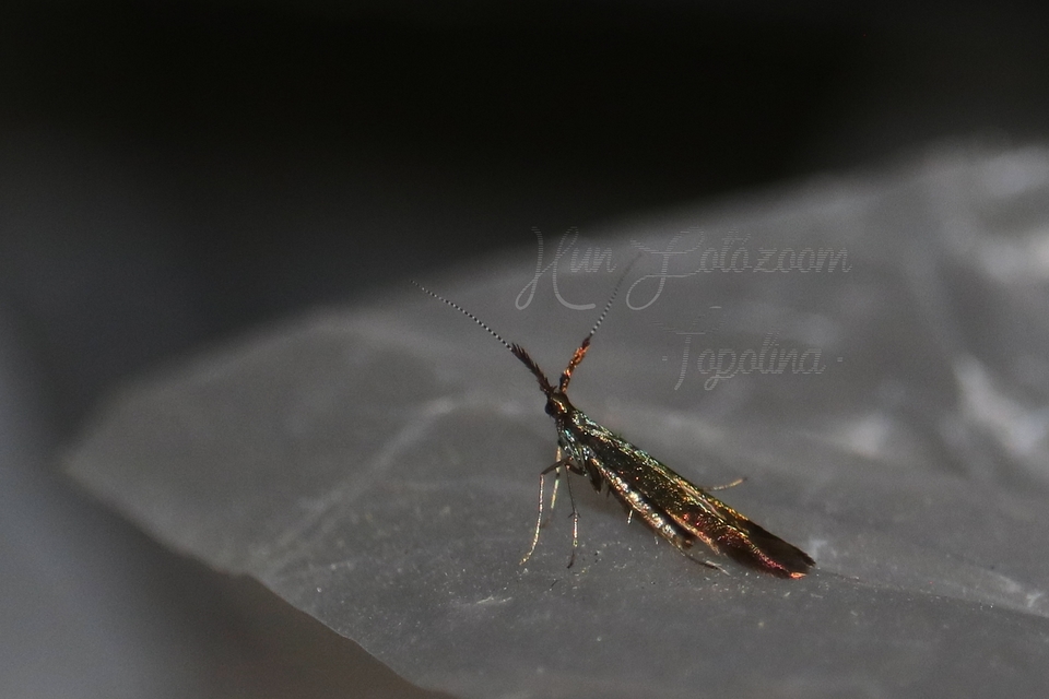 Coleophora