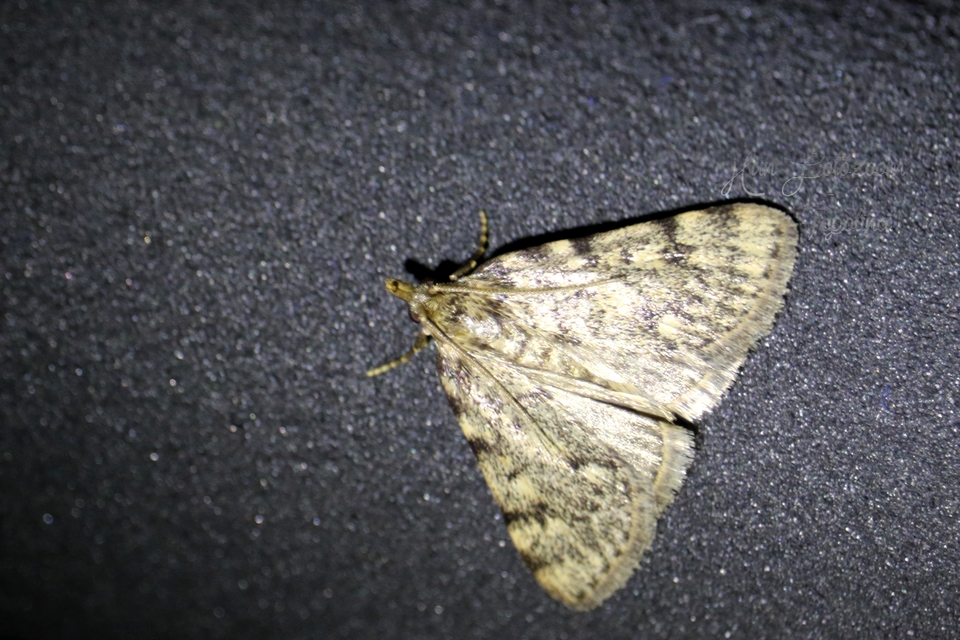 Aglossa pinguinalis - zsiradékmoly