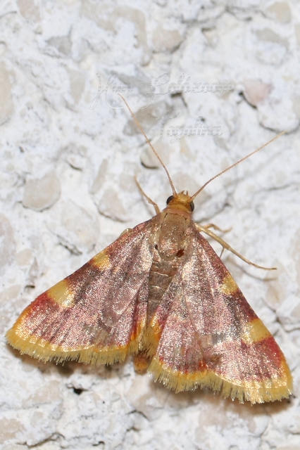 Hypsopygia costalis - szénailonca