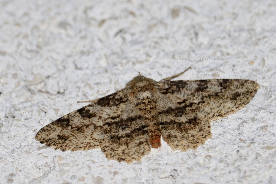 Ascotis selenaria - holdas faaraszoló