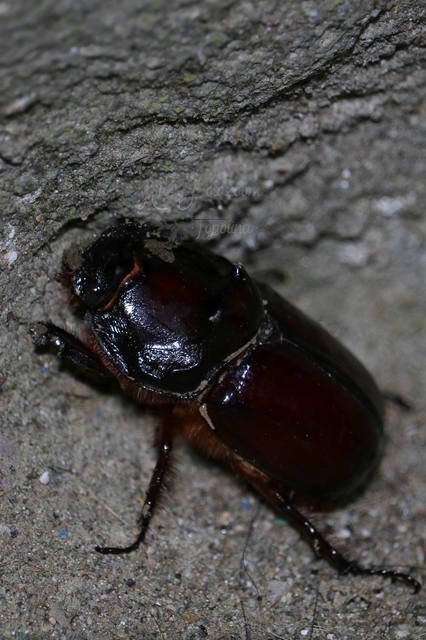 Oryctes nasicornis - orrszarvú bogár