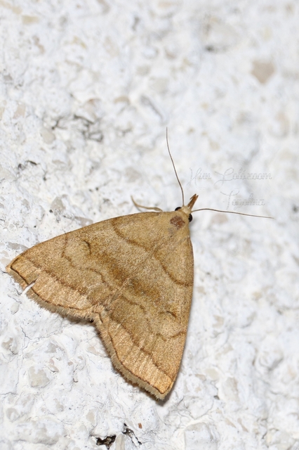 Herminia tarsicrinalis - szőröslábú karcsúbagoly