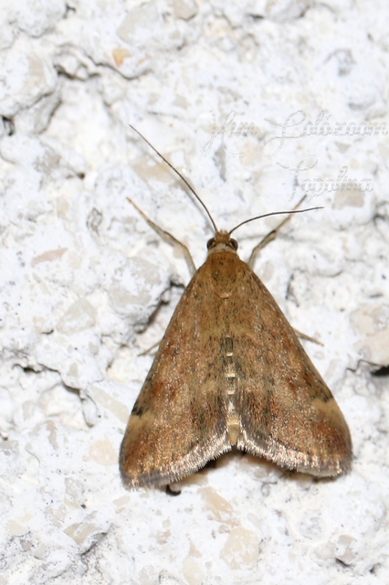 Pyrausta despicata - réti bíbormoly