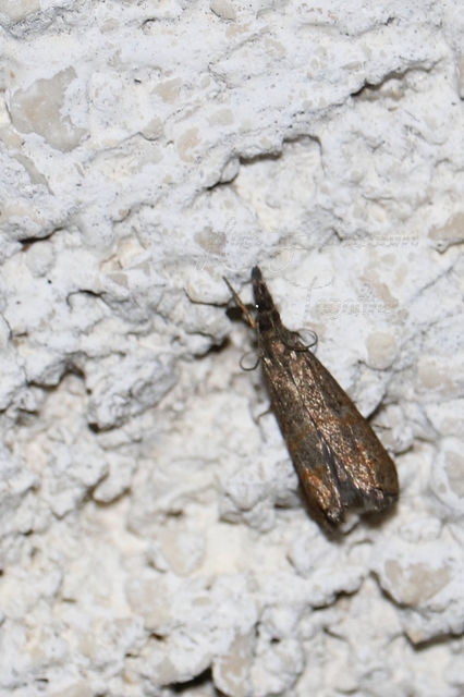 Platytes cerussella - törpe fűgyökérmoly