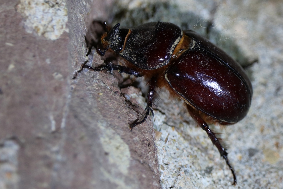 Oryctes nasicornis - orrszarvú bogár