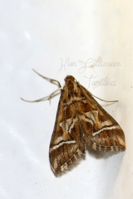 Diasemia reticularis - betűmintás tűzmoly