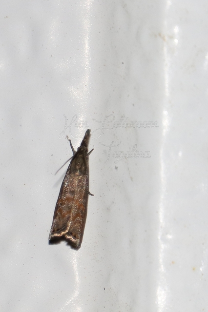 Platytes cerussella - törpe fűgyökérmoly