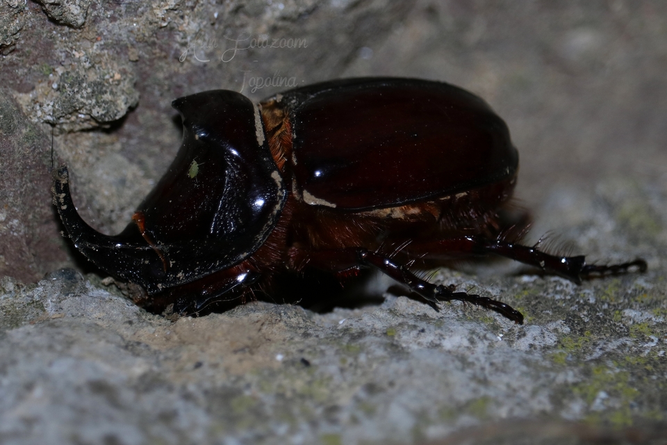 Oryctes nasicornis - orrszarvú bogár
