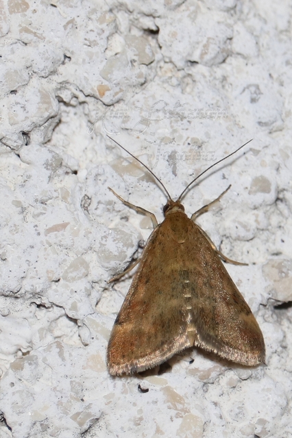Pyrausta despicata - réti bíbormoly