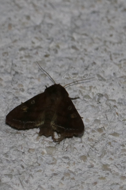 Lacanobia oleracea - saláta-kertibagoly