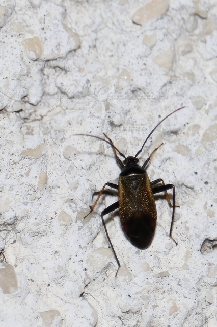 Adelphocoris seticornis - szegélyes mezeipoloska