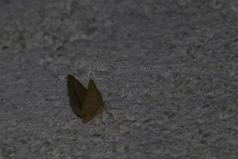 Tephrina arenacearia - lucerna-araszoló