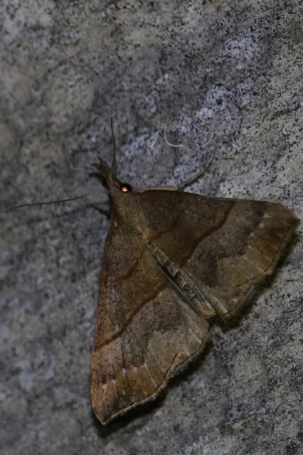 Hypena proboscidalis - ormányos karcsúbagoly