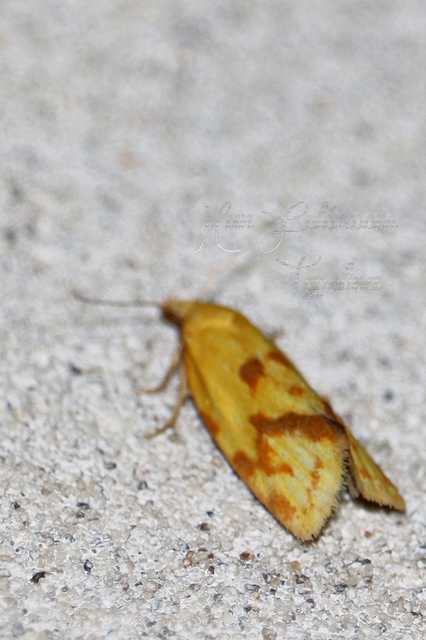 Agapeta hamana - közönséges sárgamoly