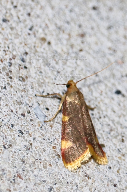 Hypsopygia costalis - szénailonca