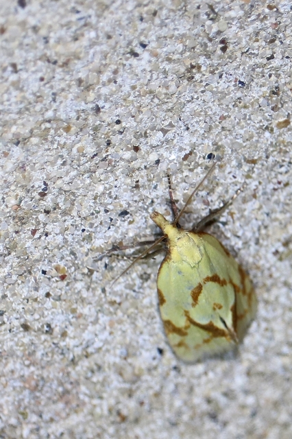 Agapeta hamana - közönséges sárgamoly
