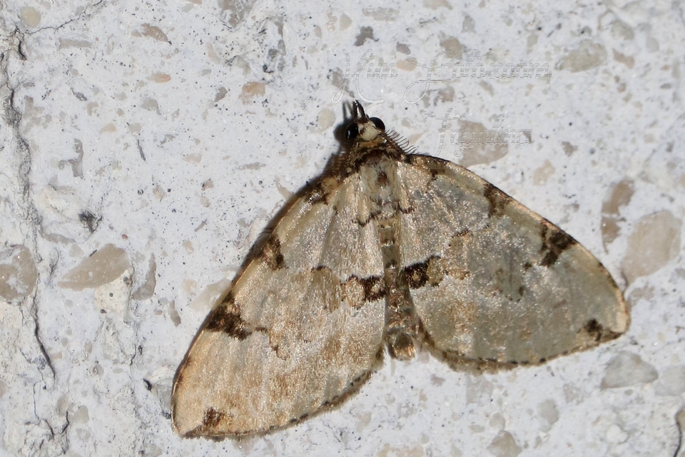 Colostygia pectinataria - zöld levélaraszoló