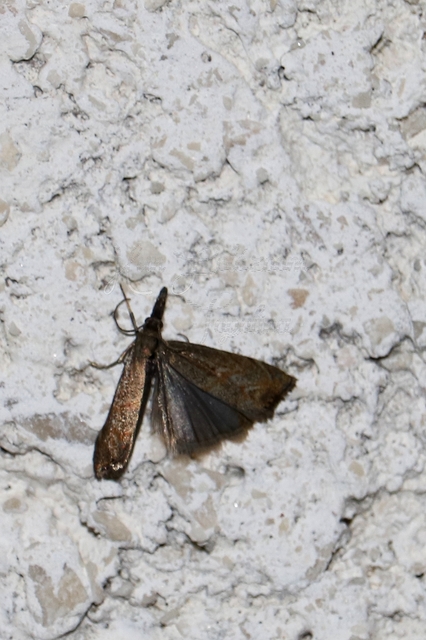 Platytes cerussella - törpe fűgyökérmoly