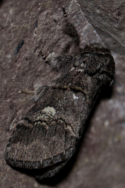 Drymonia querna - tölgyfa-púposszövő