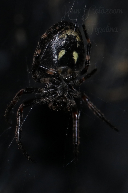 Nuctenea umbratica - közönséges rés-keresztespók