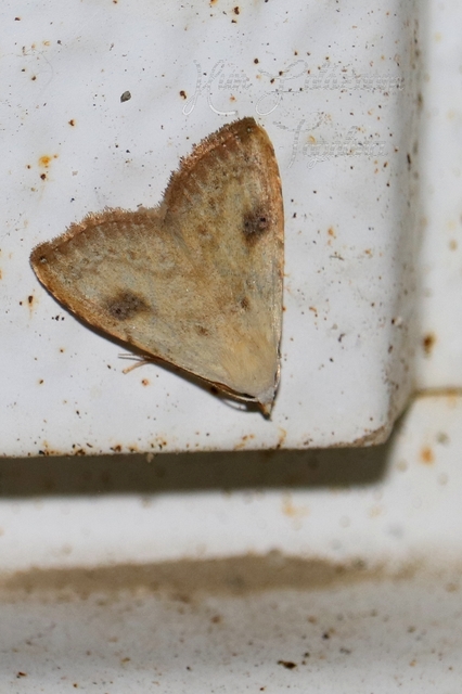 Rivula sericealis - selymes lórombagoly