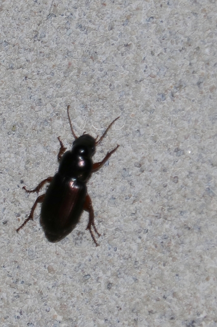 Harpalus affinis - szőrösszárnyú lomhafutó