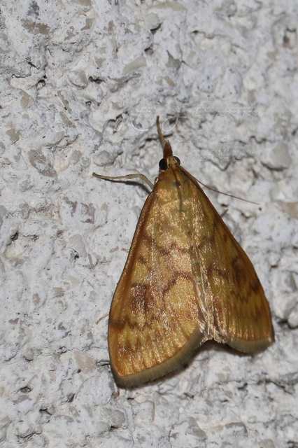 Ostrinia nubilalis - kukoricamoly