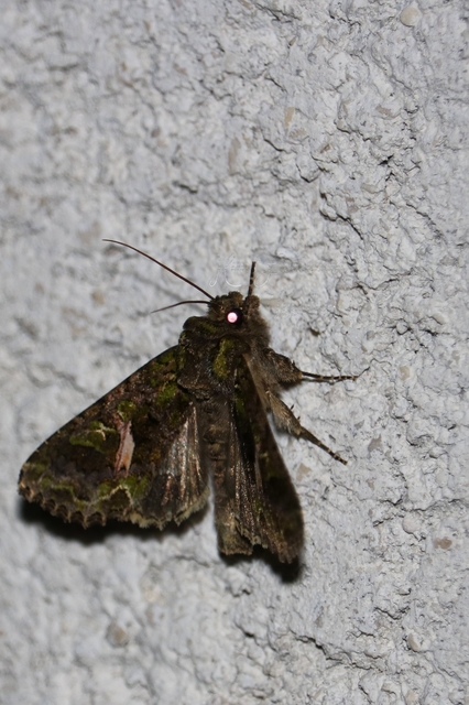 Trachea atriplicis - nyári zöldbagoly