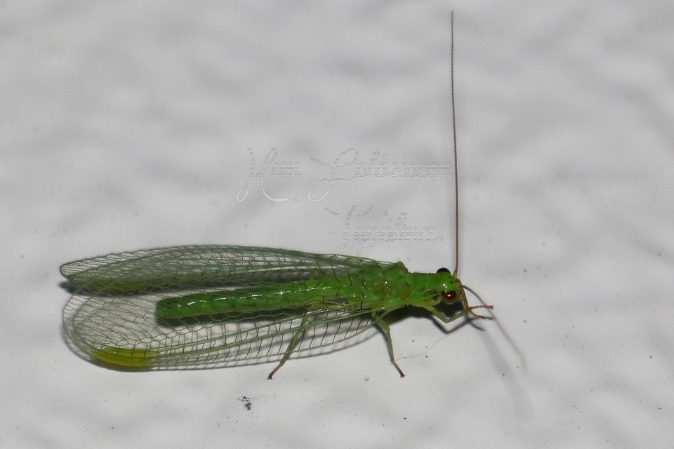 Chrysopidae - zöldfátyolkák