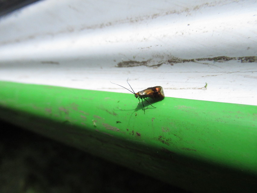 Nemophora