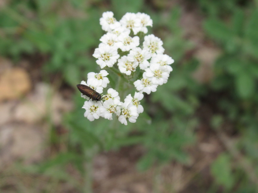 Anthaxia millefolii - cickafark-virágdíszbogár