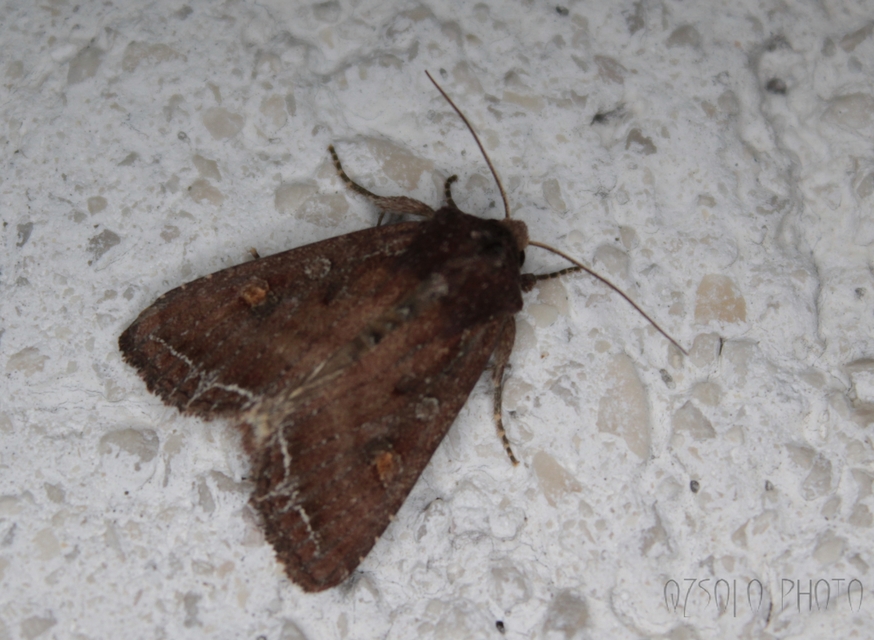 Lacanobia oleracea - saláta-kertibagoly