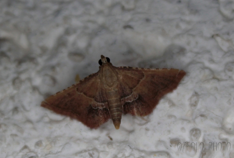 Endotricha flammealis - tüzesszárnyú fényilonca
