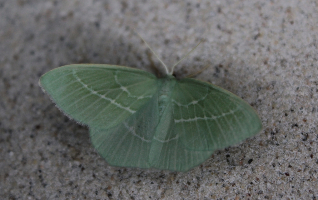 Hemistola chrysoprasaria - kékes zöldaraszoló