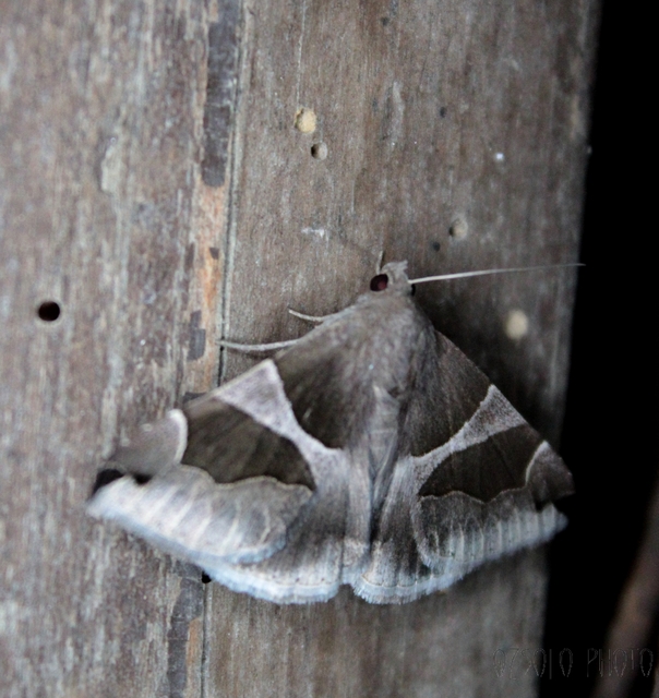 Dysgonia algira - déli porcelánbagoly