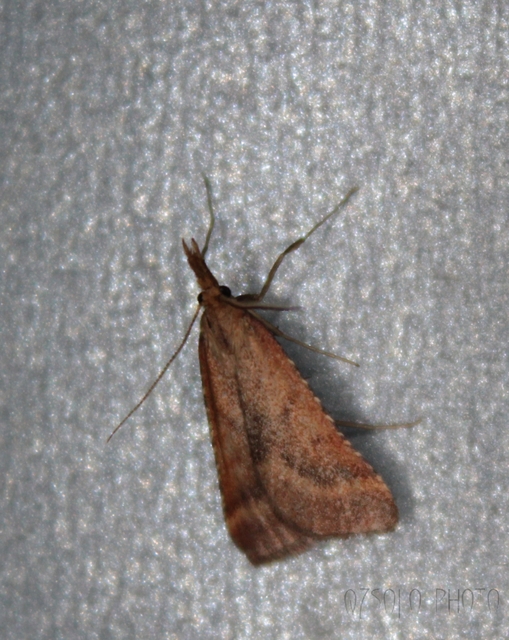 Synaphe punctalis - hosszúlábú fényilonca