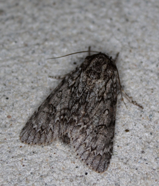 Acronicta aceris - vadgesztenye-szigonyosbagoly