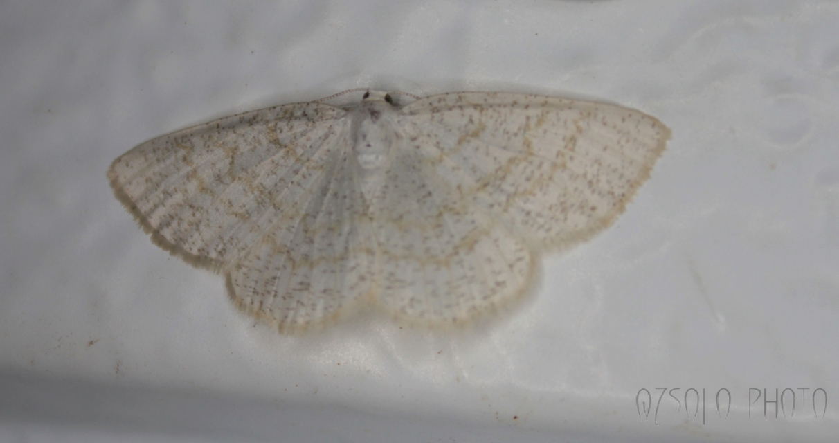Cabera exanthemata - pettyes égeraraszoló