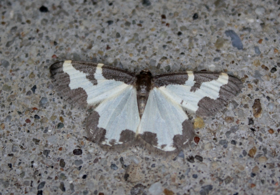 Lomaspilis marginata - szegélyes nyárfaaraszoló