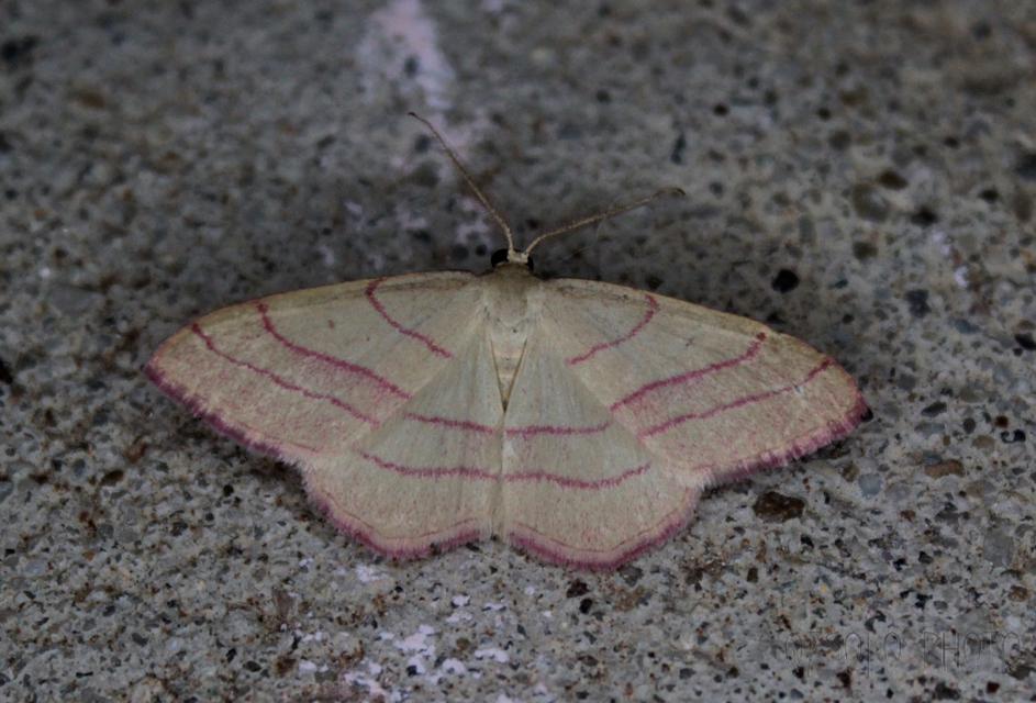 Rhodostrophia vibicaria - pirosszélű araszoló